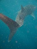 Djibouti - Whale Shark in Djibouti - 14